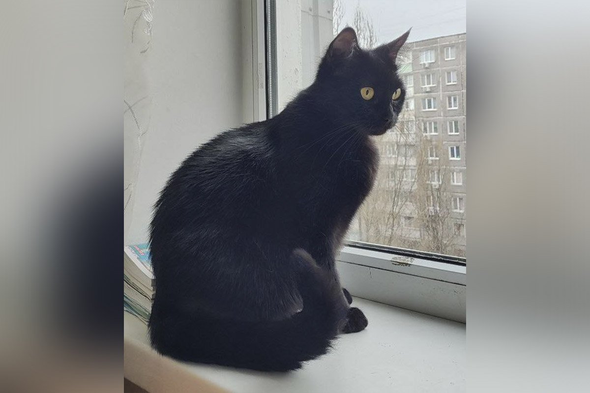 Пухнаста переселенка