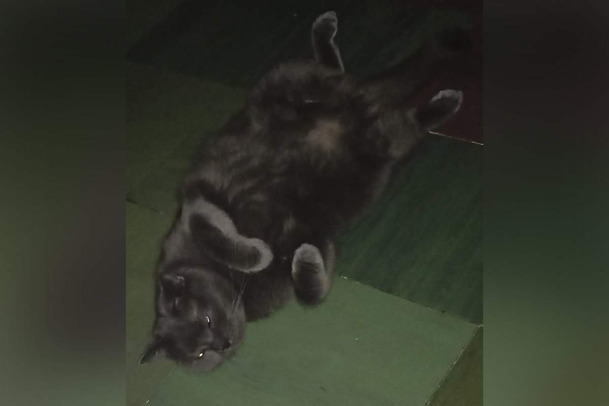 Шукають люблячу родину