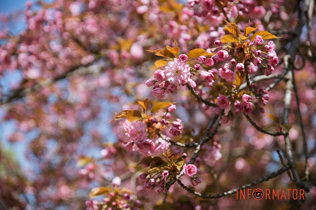 Алея сакур на території залізничного університету