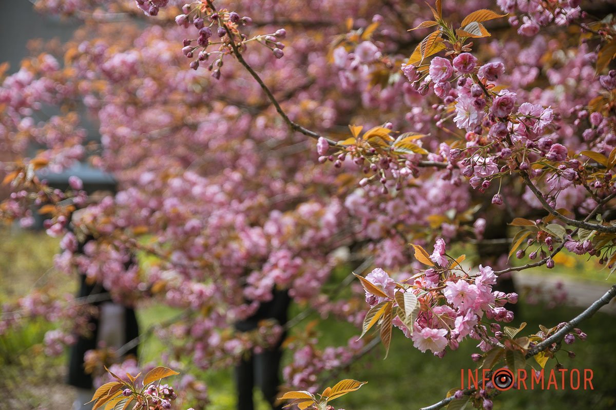 Цукрова вата