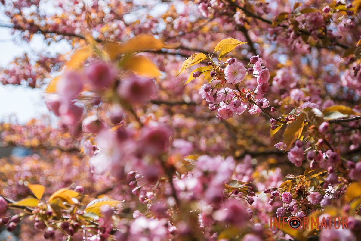 Помилуватися можуть всі охочі