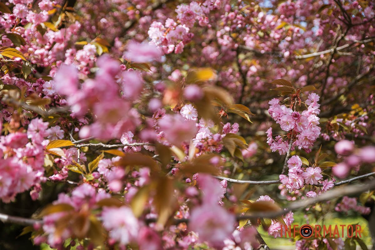 Маленькая Японія у Дніпрі