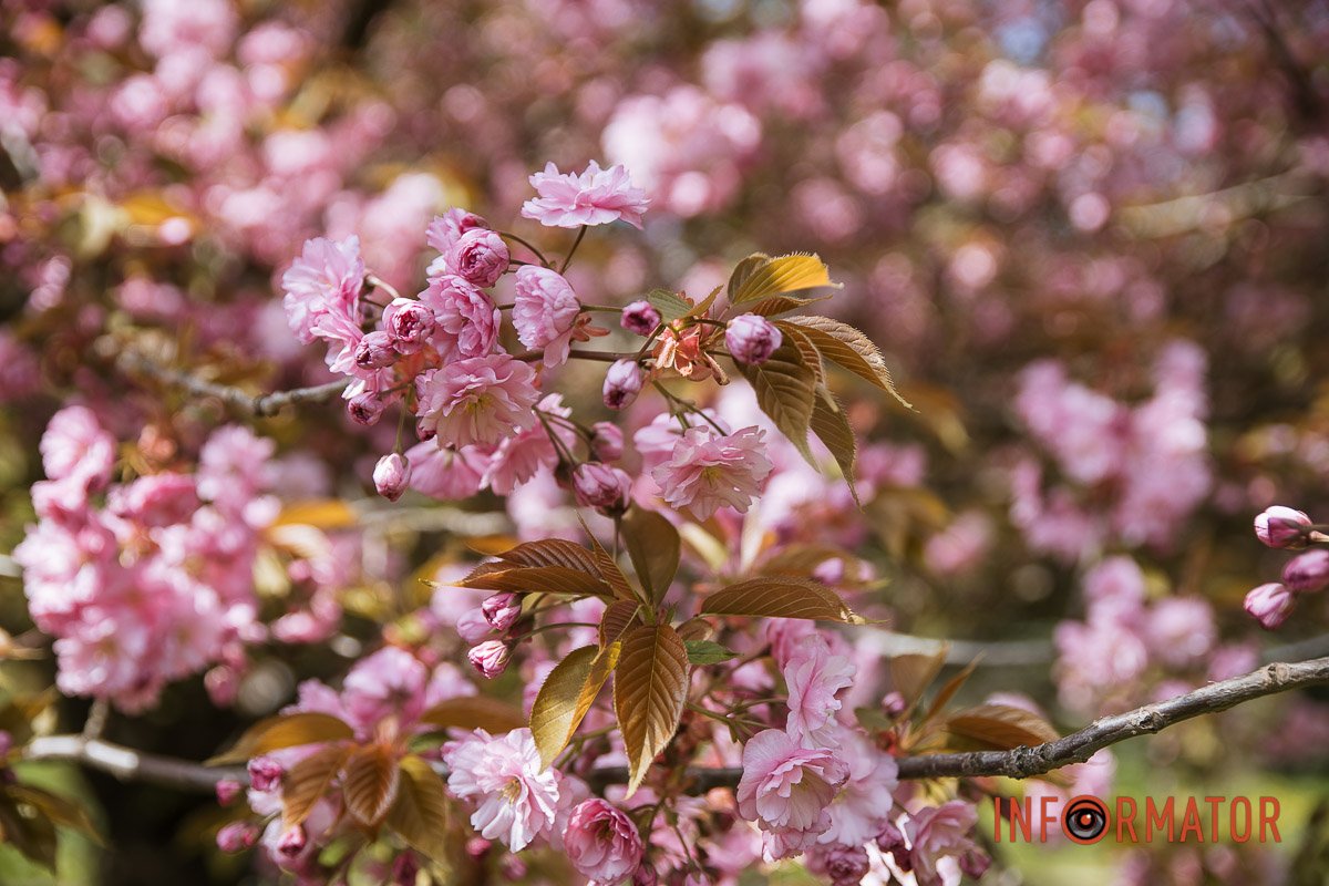 Заспокійливе