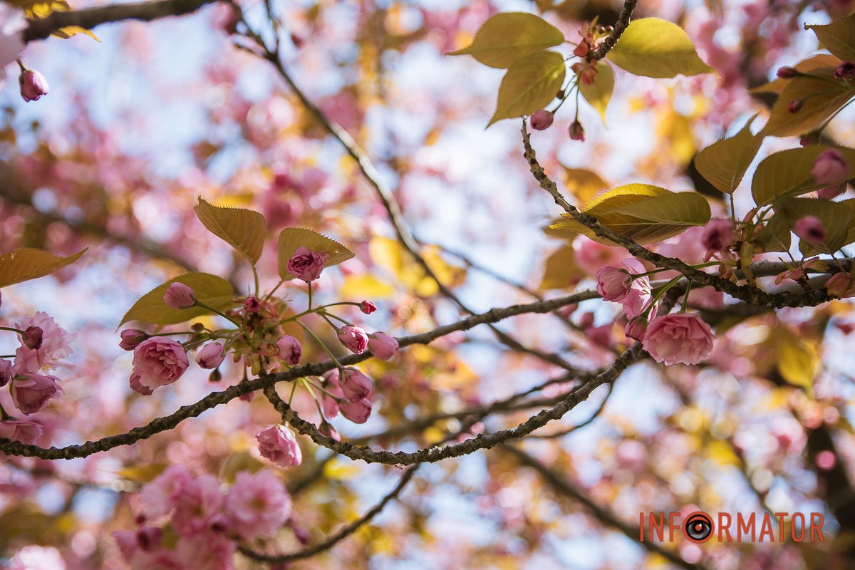 Хай буде весна!