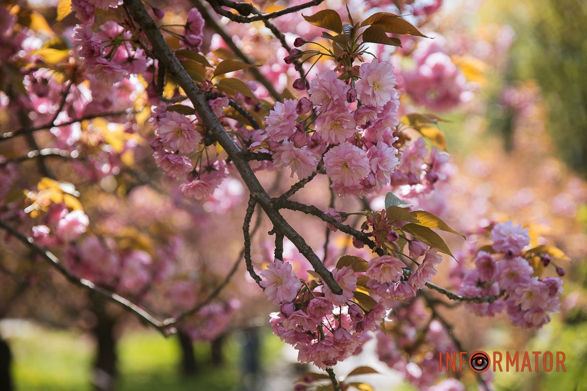 Не дарма місяць називається квітень