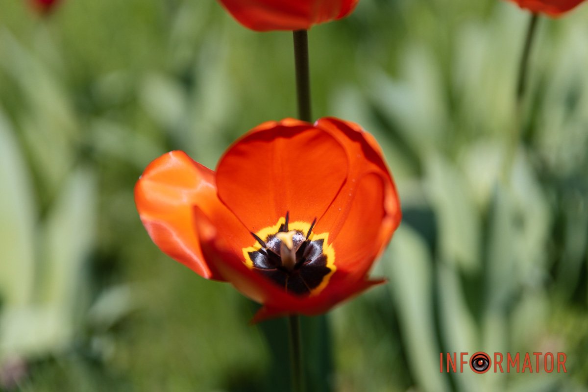 Задоволення