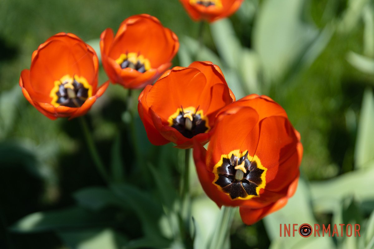 Спочатку подумали, що мак