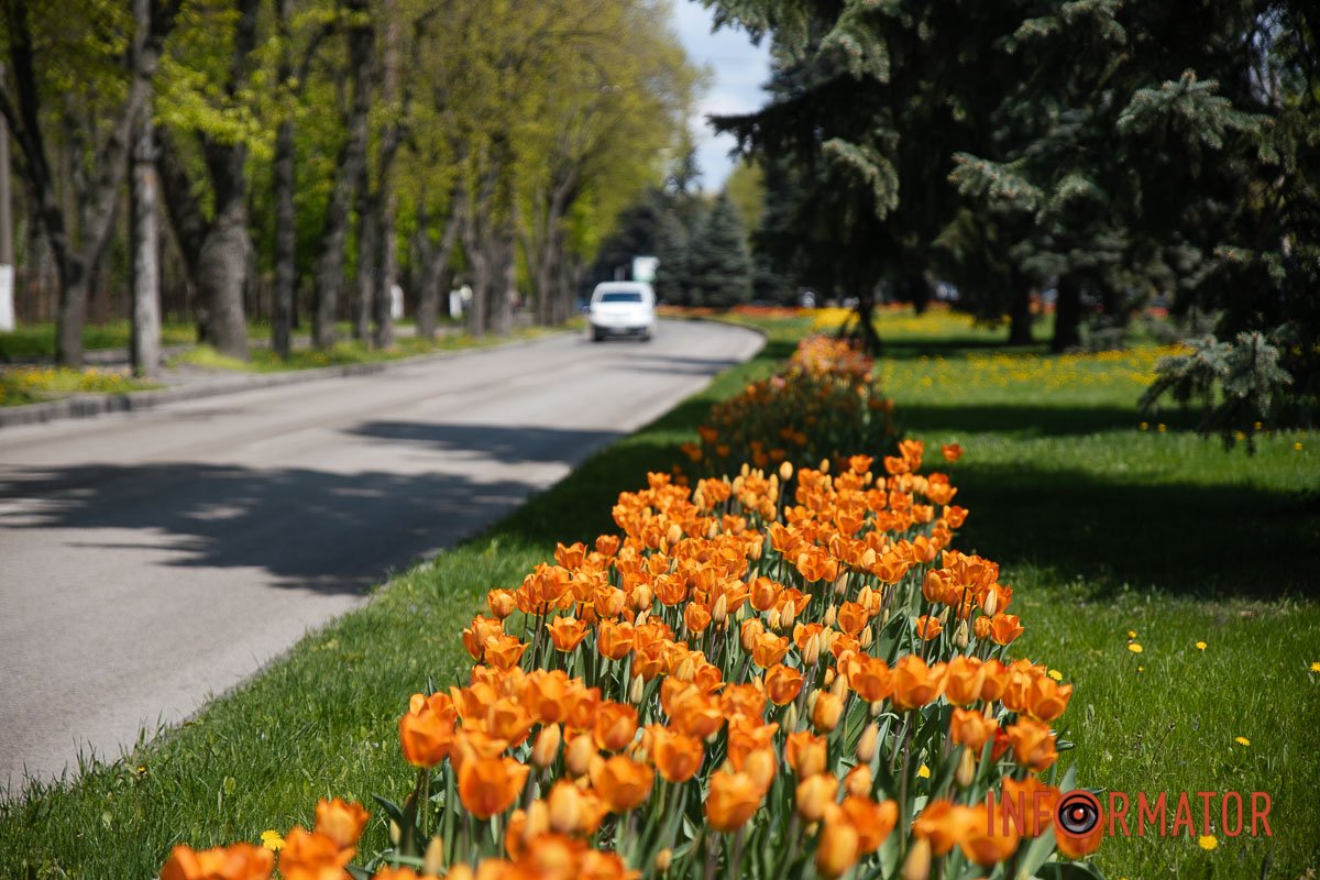 Тюльпани на проспекті Гагаріна