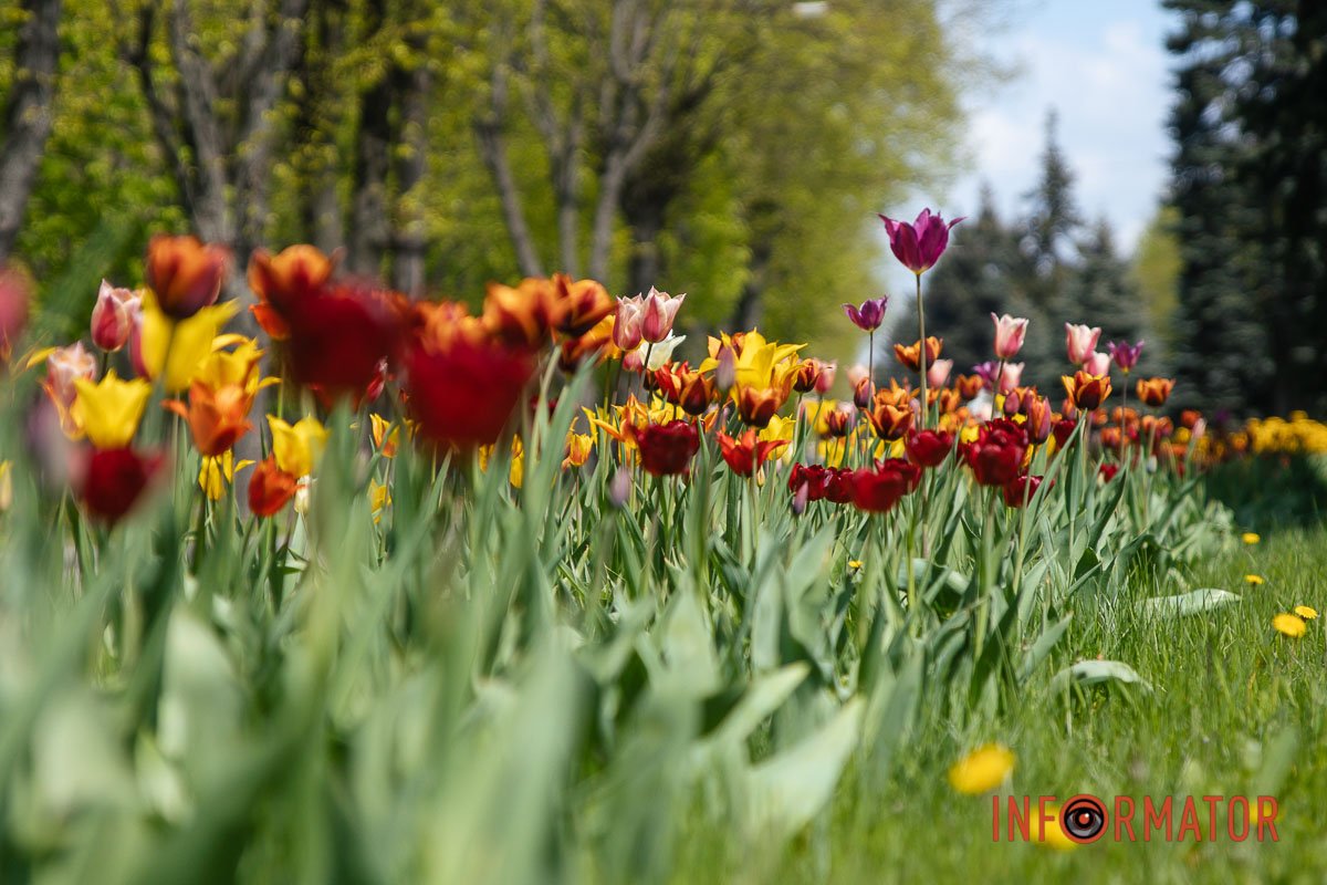 А ви вже робили фото тюльпанів?