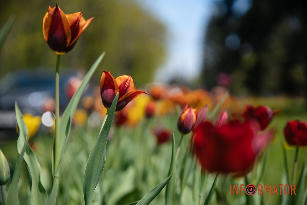 А неподалік квітнуть сакури