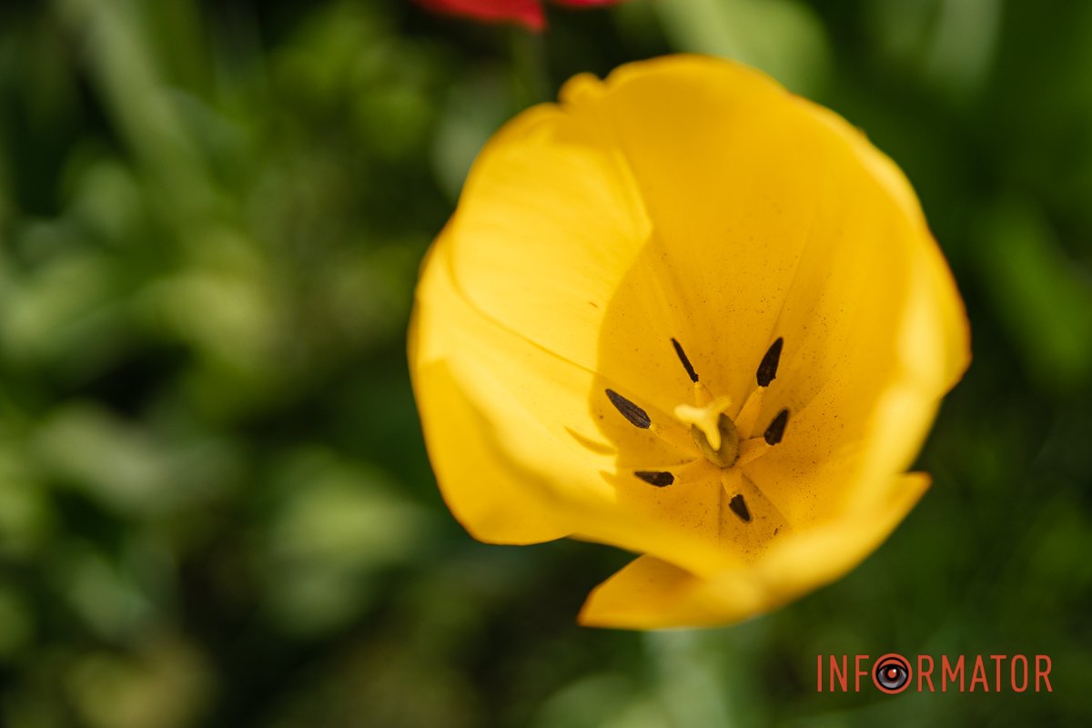 Тягнеться до сонечка