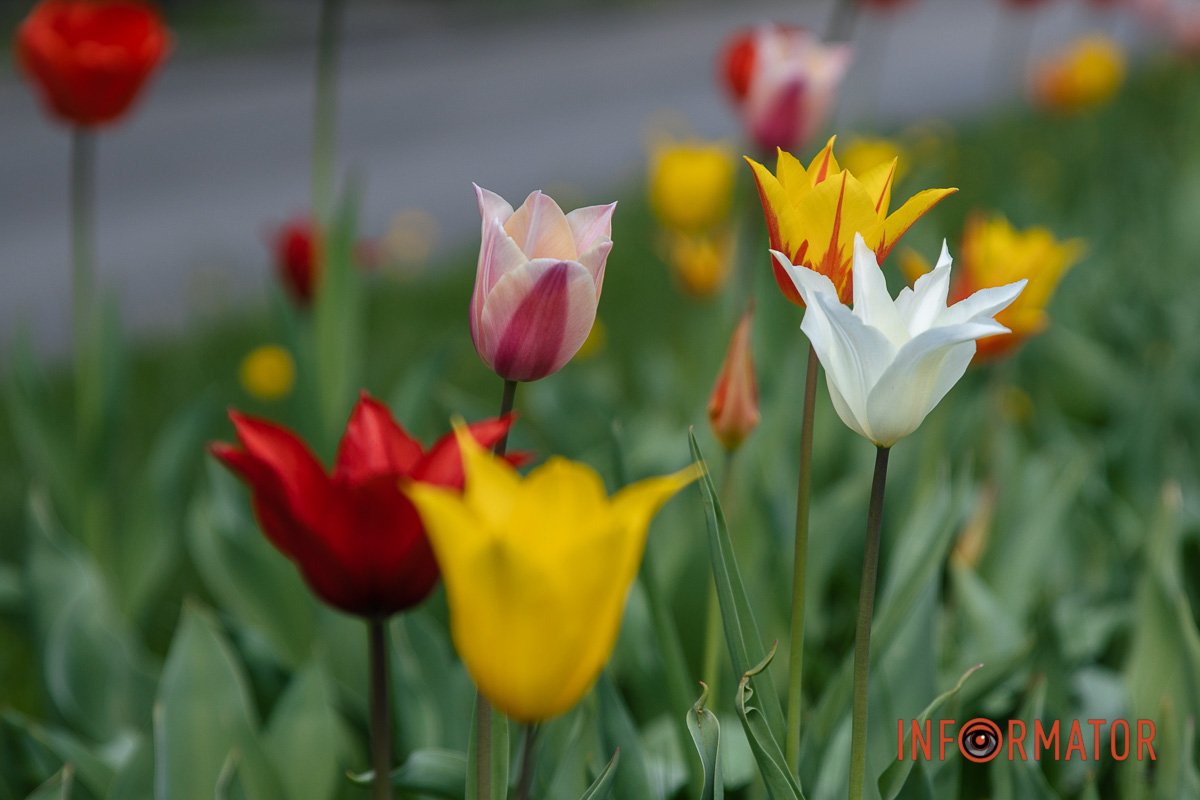 Витончені тюльпани