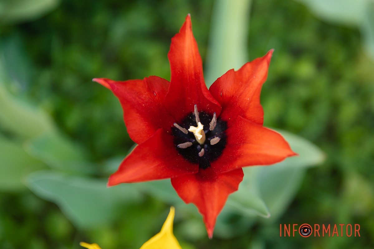 А за вікном весна