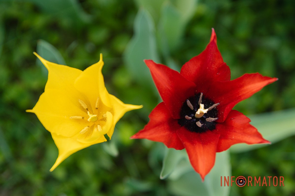 <span style="font-weight: 400;" data-mce-style="font-weight: 400;">Тут є поціновувачі тюльпанів?</span>