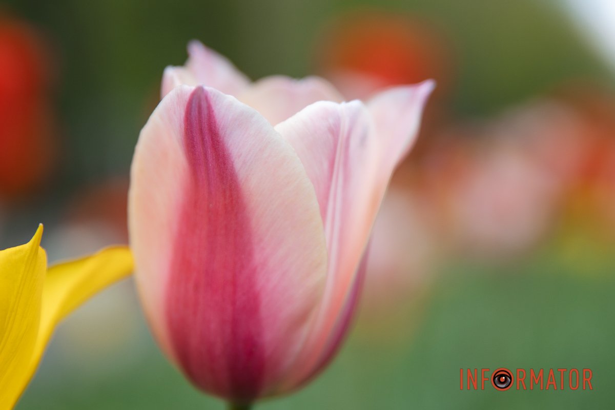 Дуже ніжний колір