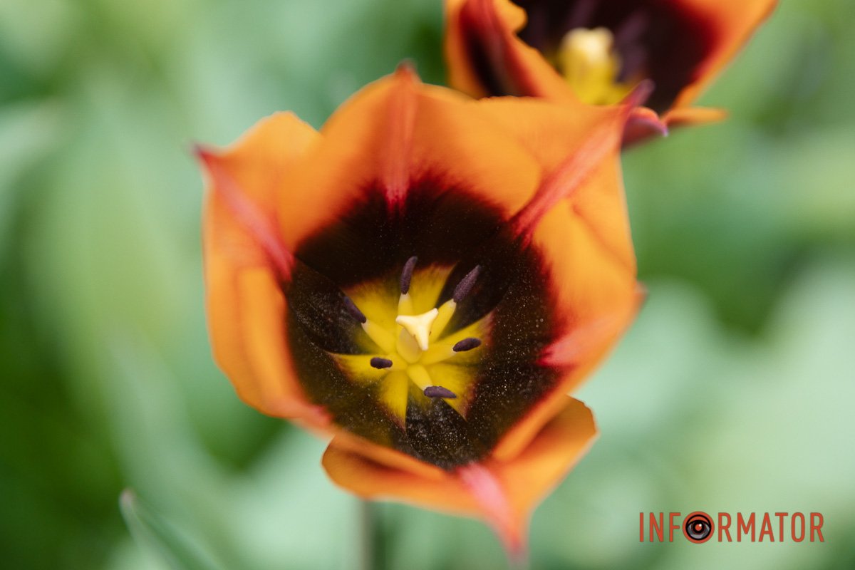 Весна прийшла