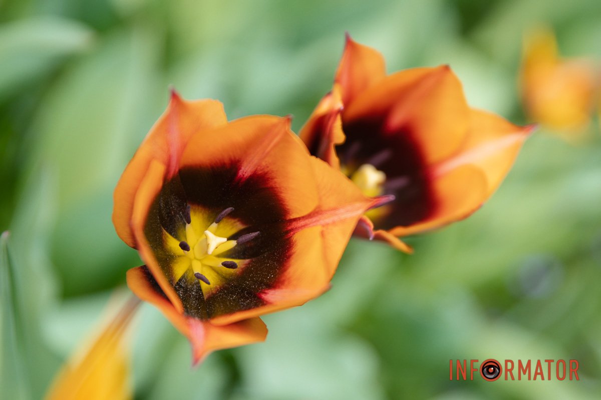 Запальні тюльпани