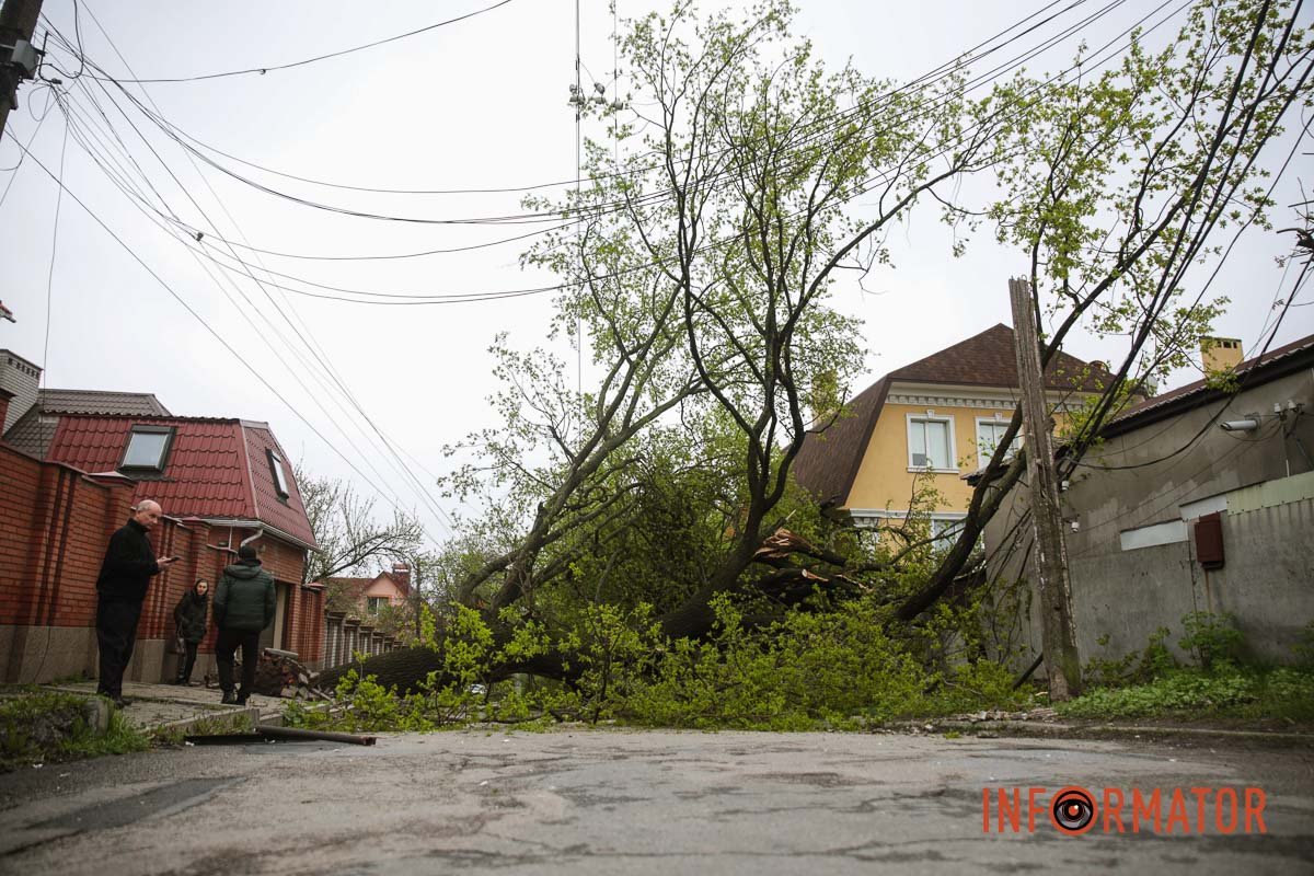 Дерево впало на подвір'я Дерево впало на подвір'я