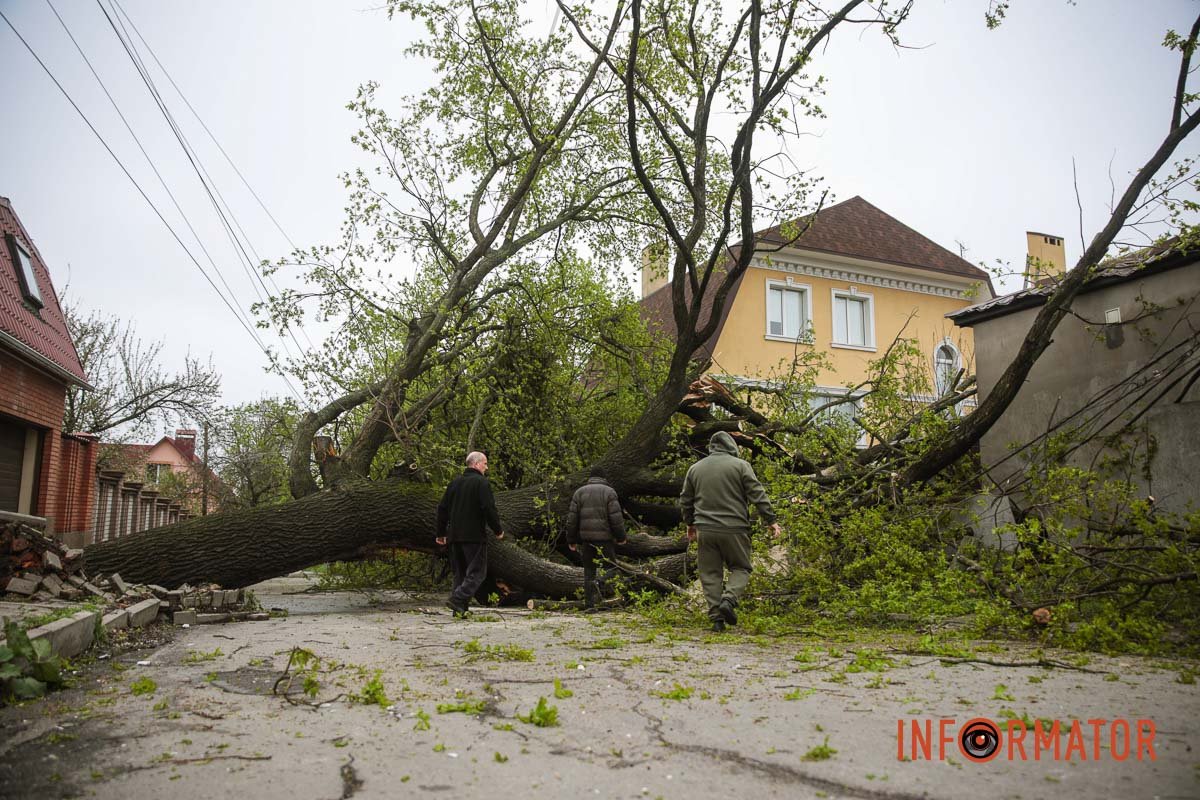 Постраждала собака Постраждала собака