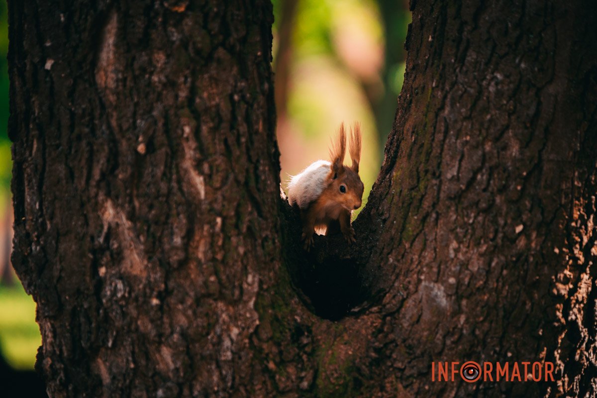 "Сховалася"