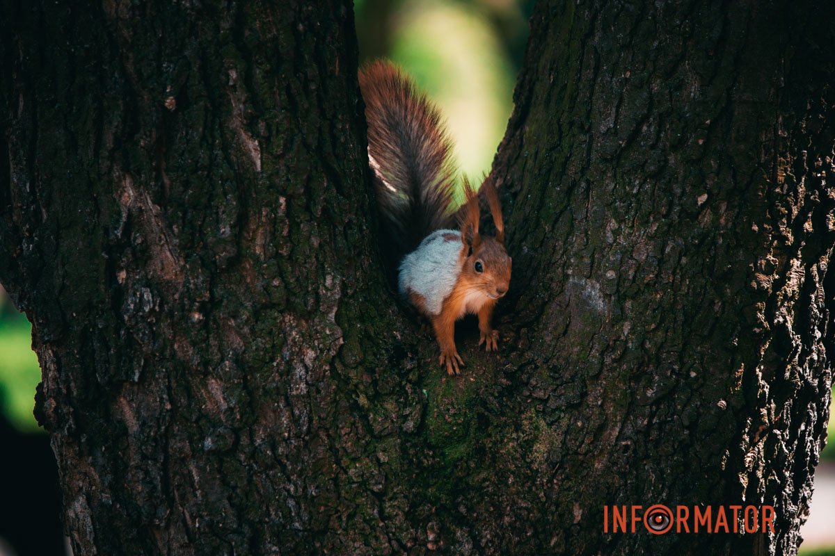 Сфотографував? 