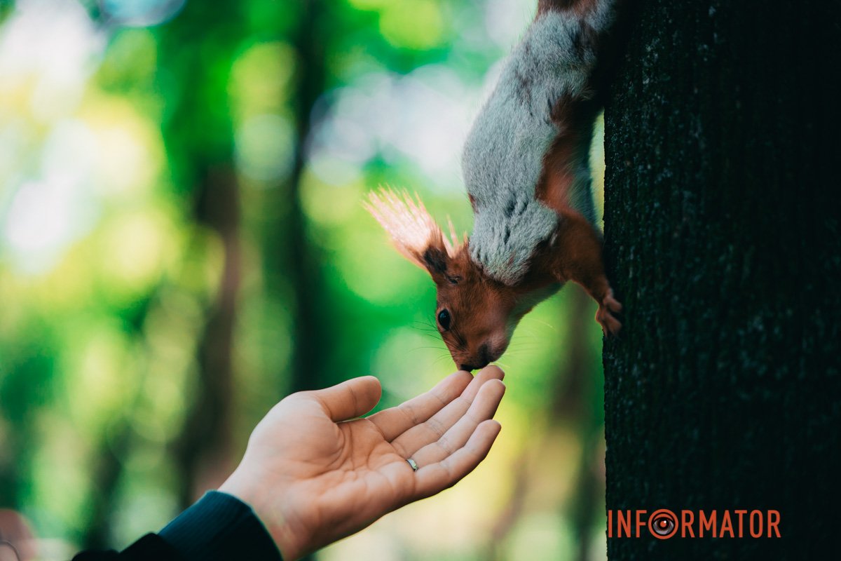 Що, горішків не буде? 