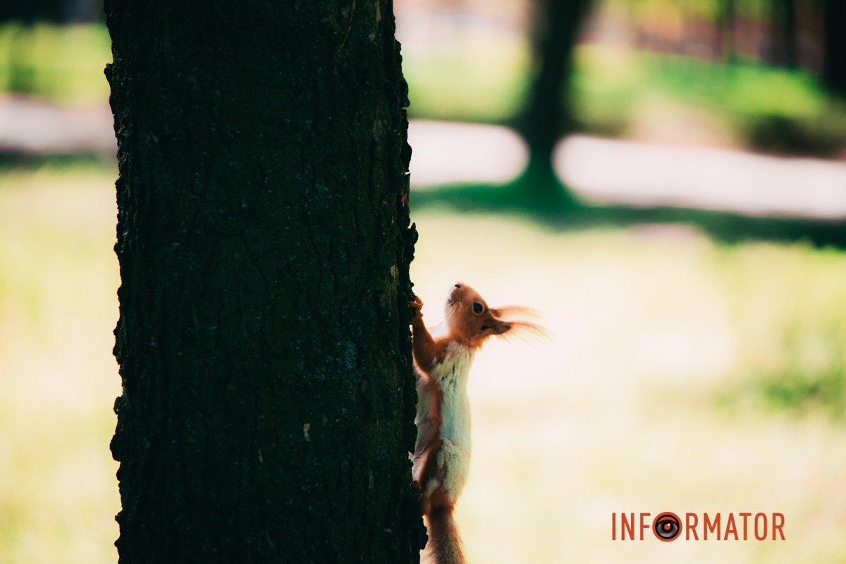 Лізе по дереву 