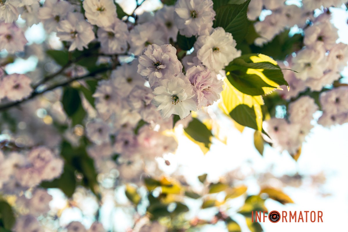 Неймовірні квіточки 