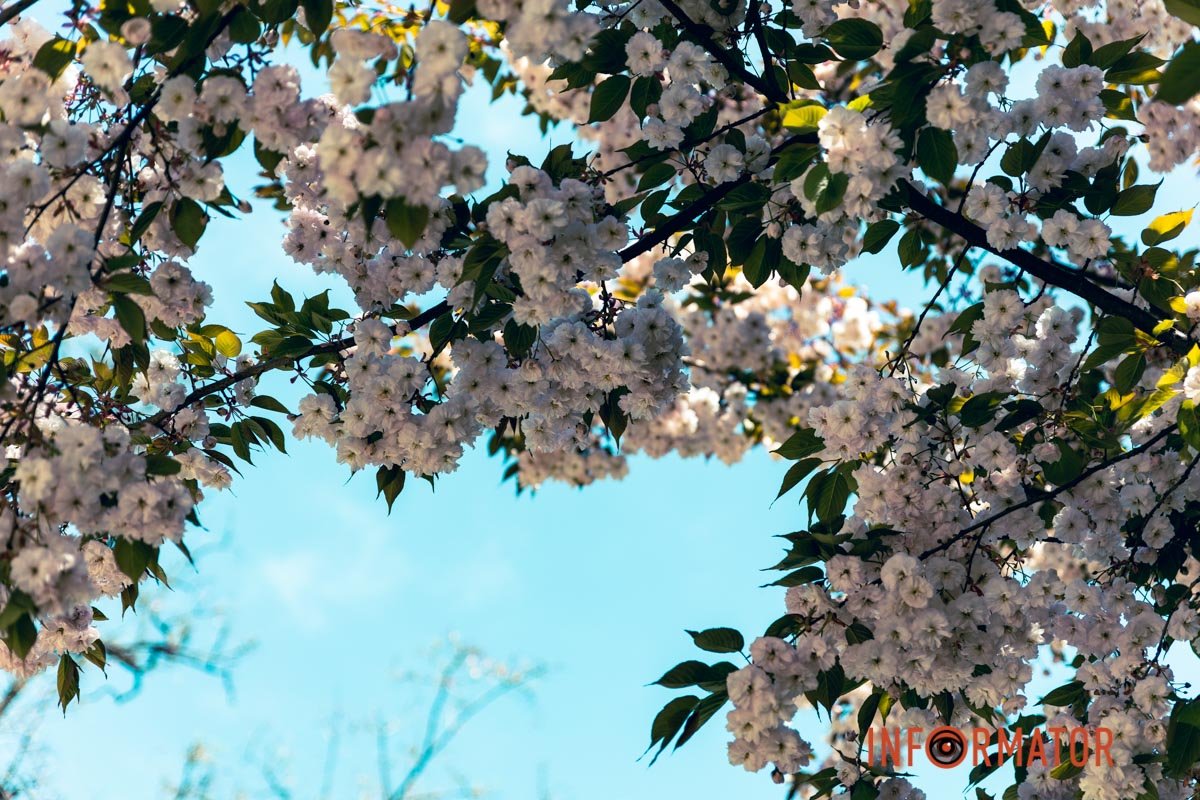 Небо та сакура 