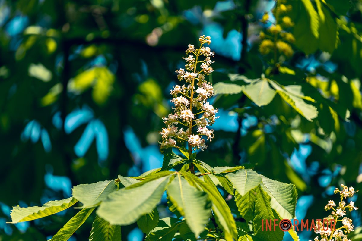 Проміння сонечка&nbsp;