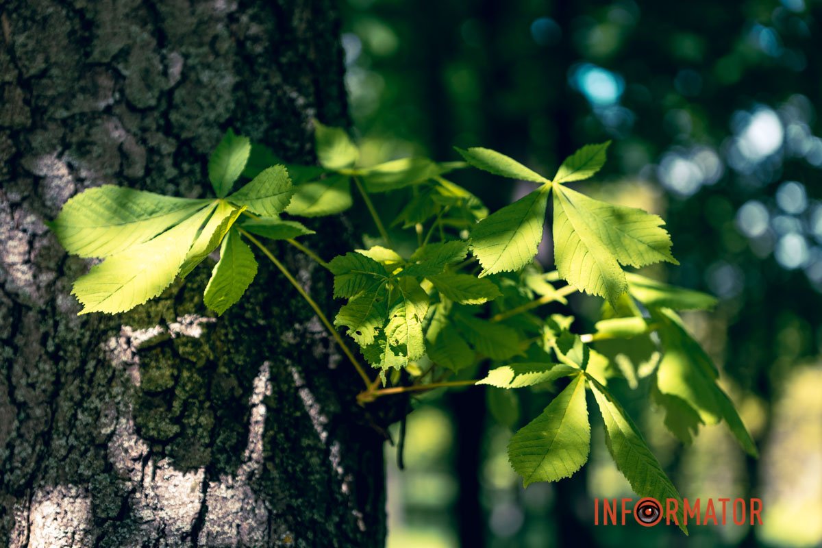 Зелена краса