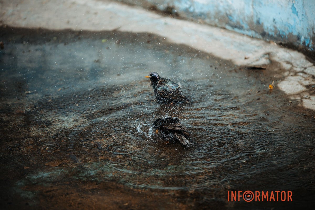 Весняне купання 