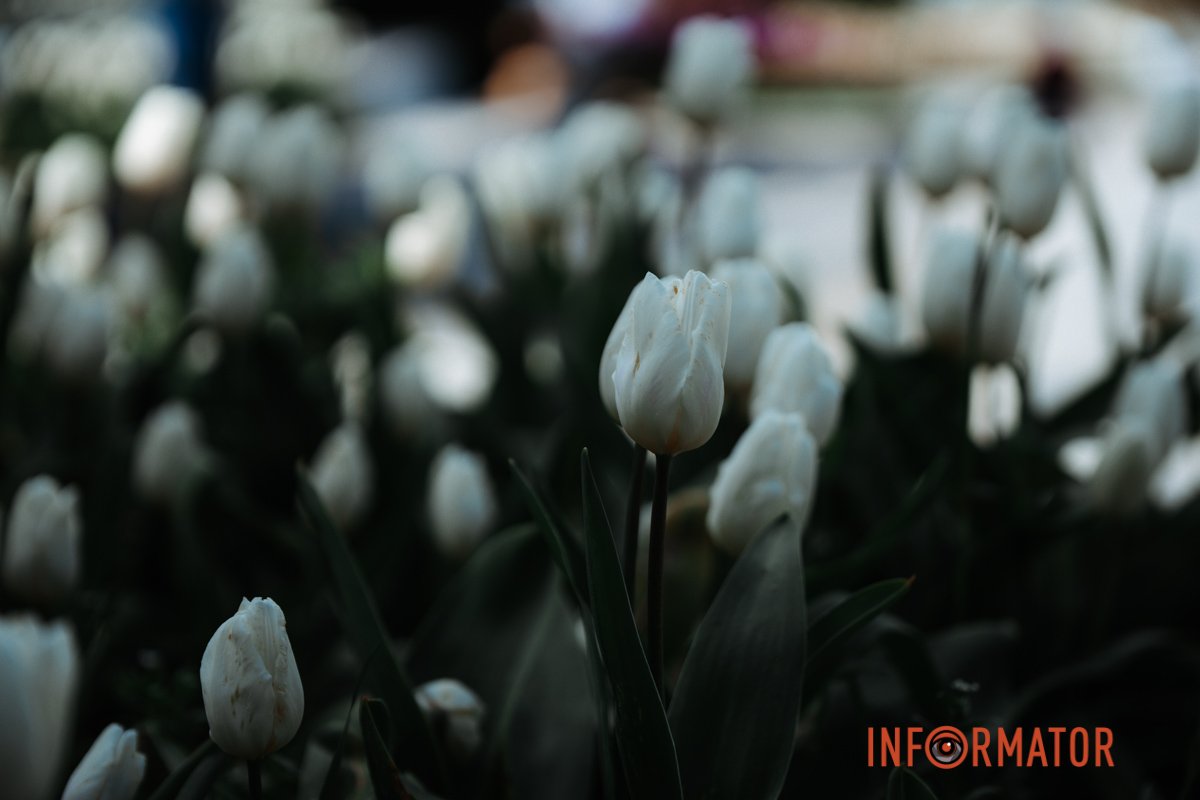 Білі тюльпани