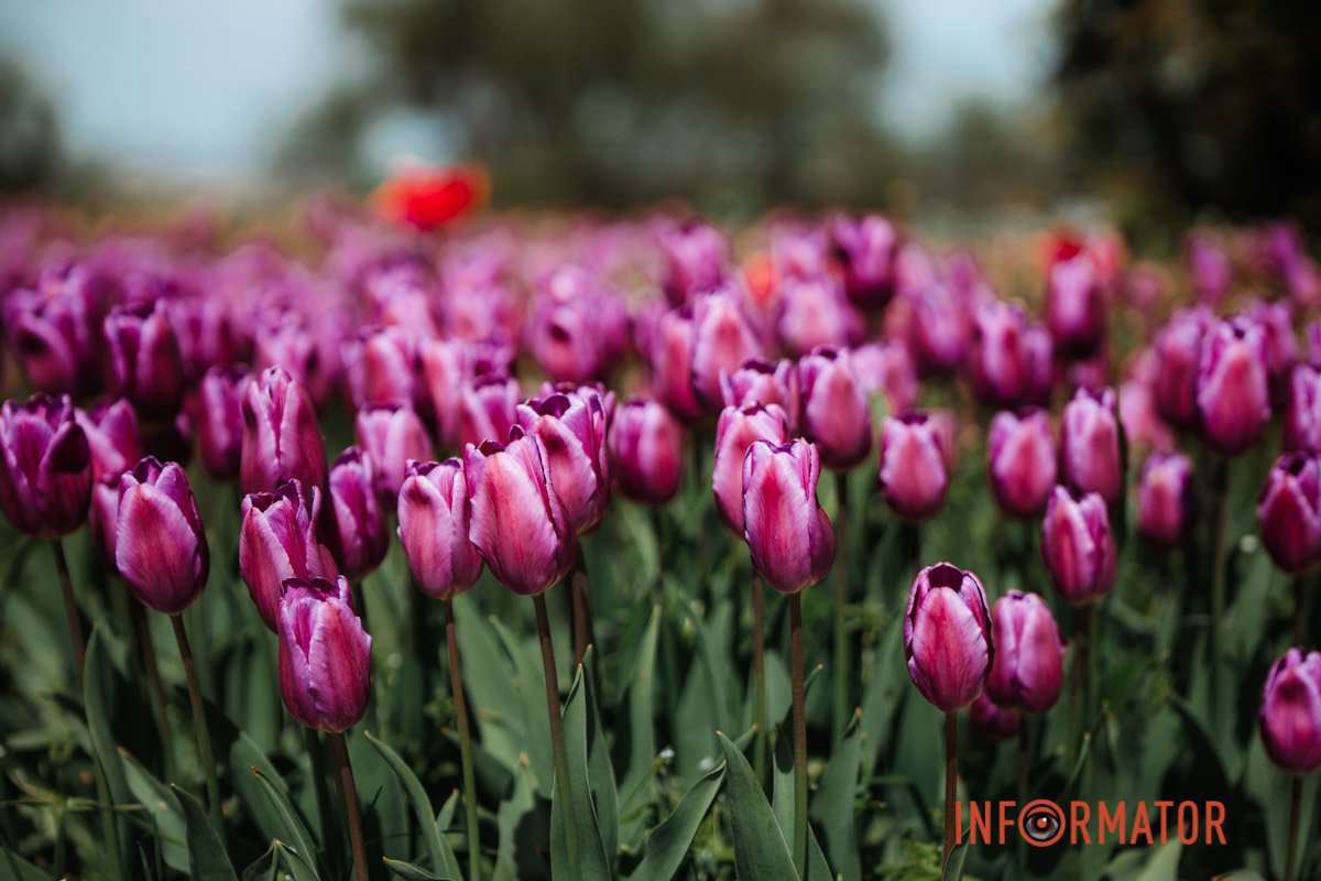 Вааай, як гарно