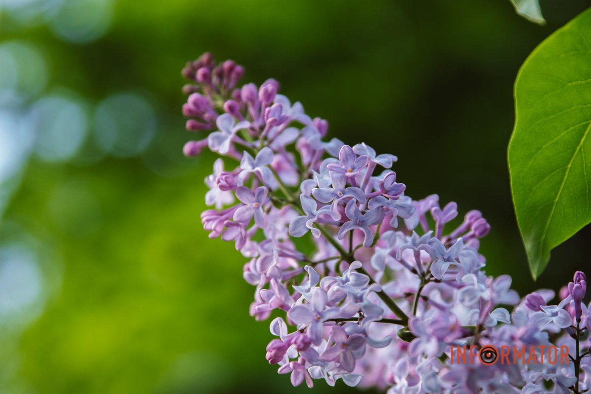 Життя прекрасне