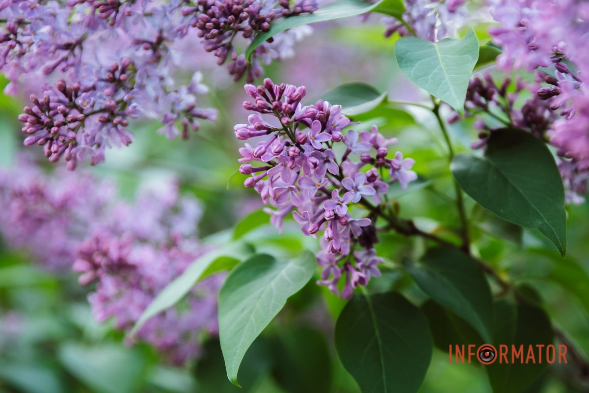 Задоволення