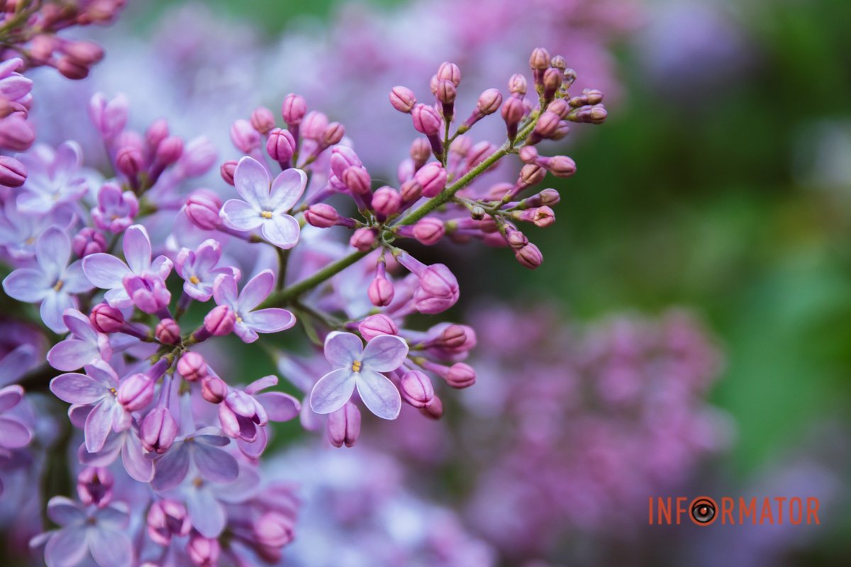 Весна у Дніпрі