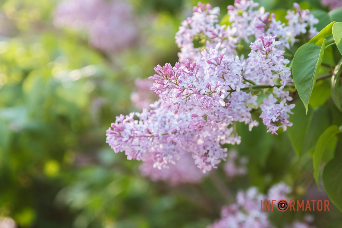 У Дніпрі розквітає бузок