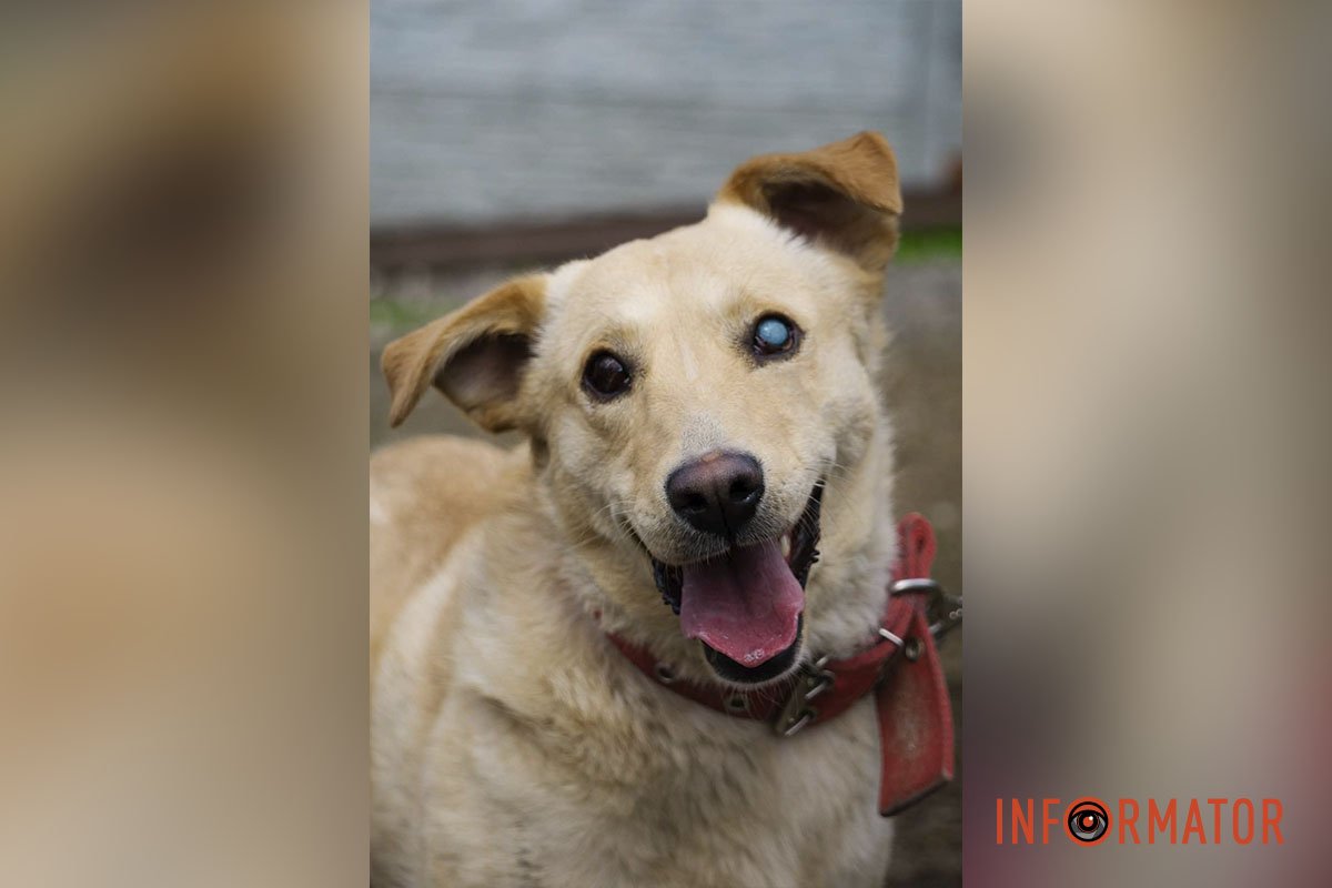 Бася – це веселий, милий та ніжний на дотик собака Бася – це веселий, милий та ніжний на дотик собака