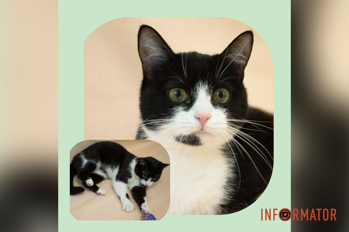 Зеленоока красуня Пікачу Зеленоока красуня Пікачу