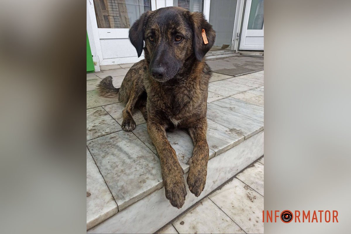 Цю красуню знають мешканці ж/м Парус Цю красуню знають мешканці ж/м Парус