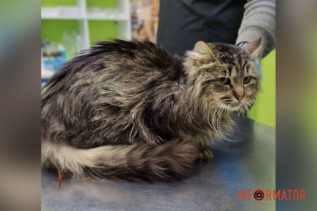 Пухнастий кіт Матрос дуже лагідний Пухнастий кіт Матрос дуже лагідний