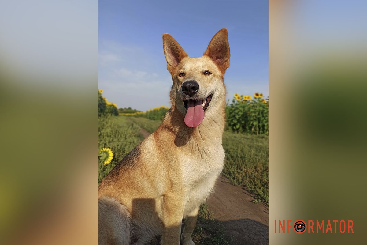 Лайза – метис вівчарки Лайза – метис вівчарки
