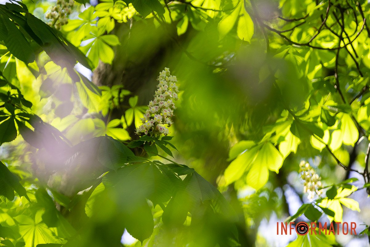 Сонячні блики