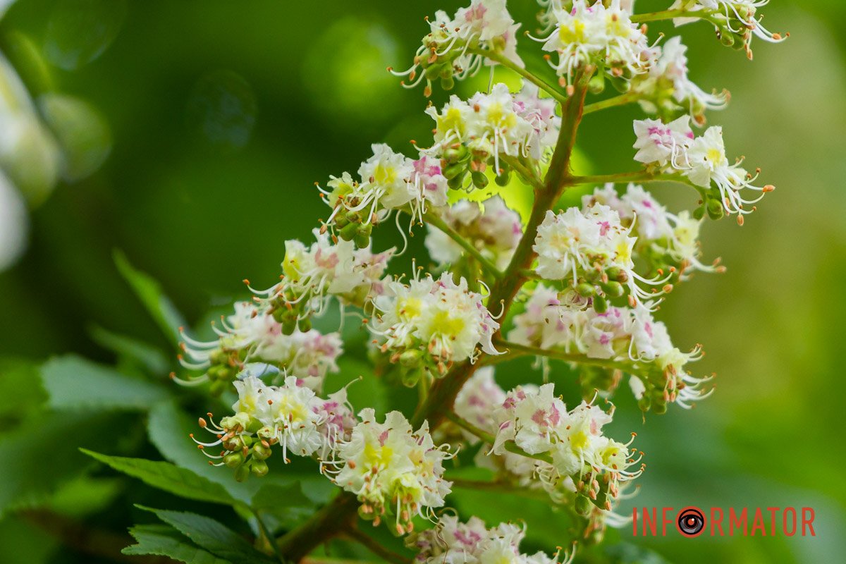 Ближе до природи 