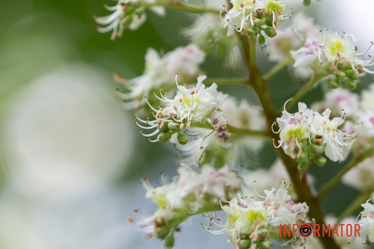 Білі "свічки"