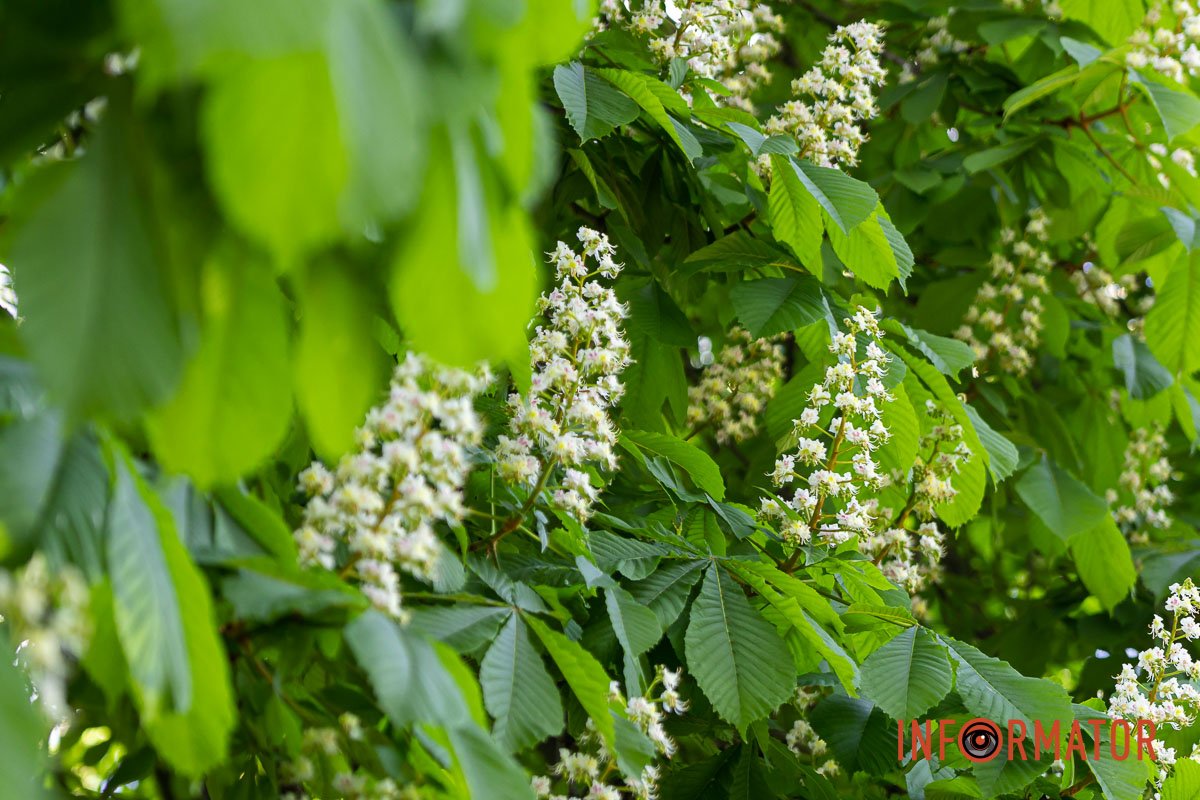 Мовби картинка 