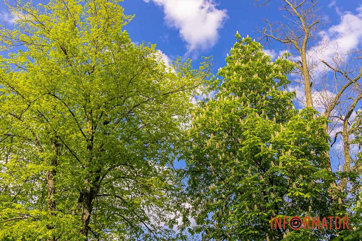 Розквітли каштани