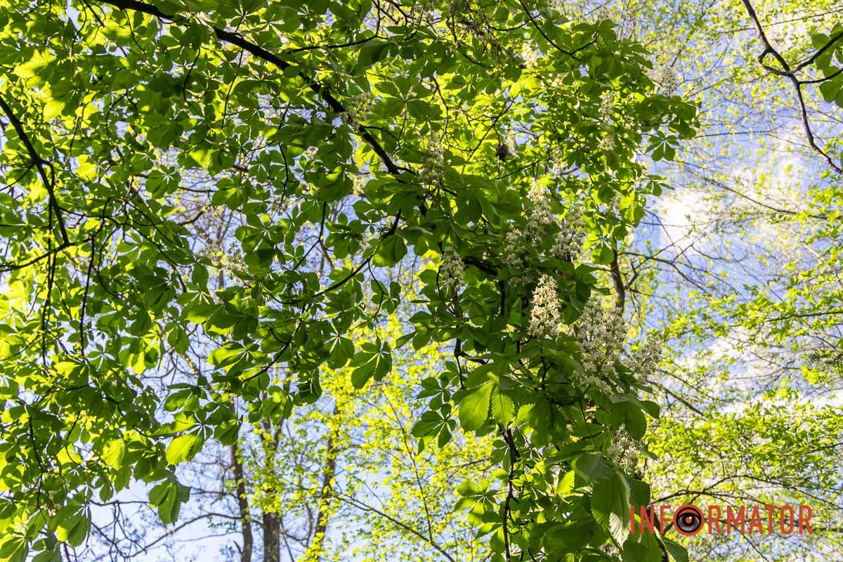 Сонечко, природа та неймовірна погода