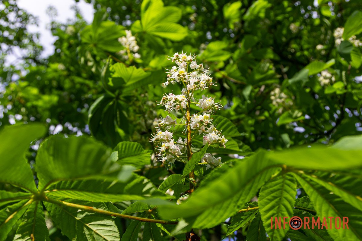 Неймовірна краса